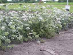 PI_279777_84ncai01_SD_PL_XX_2011-07-12_04.jpg