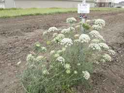 PI_279777_84ncai01_SD_PL_XX_2012-06-15_01.jpg