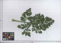 PI_285621_06ncei01_SD_PL_LV_2008-07-17_01.jpg
