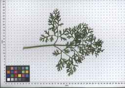 PI_285621_06ncei01_SD_PL_LV_2008-07-17_03.jpg