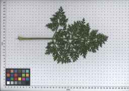 PI_285621_06ncei01_SD_PL_LV_2008-07-17_04.jpg