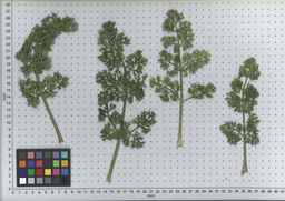 PI_286611_01ncai01_SD_PL_LV_2007-06-19_02.jpg