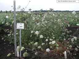 PI_286611_01ncai01_SD_PL_XX_2007-07-16_02.jpg