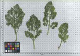 PI_295854_86ncei01_SD_PL_LV_2007-06-19_02.jpg