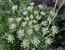 PI_295854_86ncei01_SD_PL_UM_2010-07-13_01.jpg