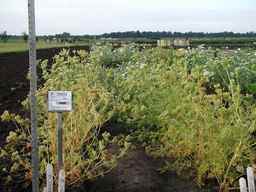 PI_295854_86ncei01_SD_PL_XX_2007-07-16_03.jpg