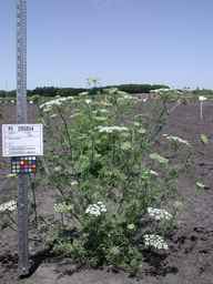 PI_295854_86ncei01_SD_PL_XX_2008-07-16_01.jpg