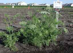 PI_295854_86ncei01_SD_PL_XX_2010-07-13_01.jpg