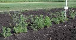 PI_295854_86ncei01_SD_PL_XX_2010-07-13_09.jpg