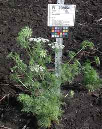 PI_295854_86ncei01_SD_PL_XX_2010-07-13_10.jpg
