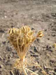 PI_295854_86ncei01_SD_SD_XX_2012-07-19_04.jpg