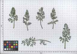PI_295857_03ncai01_SD_PL_LV_2008-07-17_02.jpg