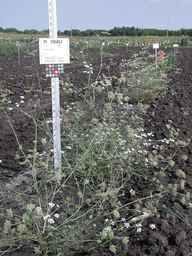 PI_295857_03ncai01_SD_PL_XX_2008-08-15_01.jpg
