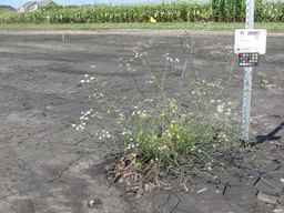 PI_295857_03ncai01_SD_PL_XX_2010-08-18_01.jpg