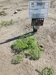 PI_295857_03ncai01_SD_PL_XX_2011-06-29_01.jpg
