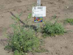 PI_295857_03ncai01_SD_PL_XX_2011-07-13_01.jpg
