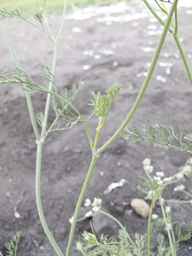PI_295857_89ncab01_SD_PL_LV_2012-08-02_01.jpg