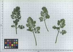 PI_295858_03ncai02_SD_PL_LV_2007-06-19_02.jpg