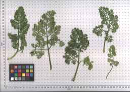 PI_295858_03ncai02_SD_PL_LV_2007-06-20_02.jpg