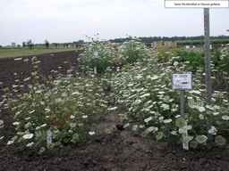 PI_295858_03ncai02_SD_PL_XX_2007-07-18_01.jpg