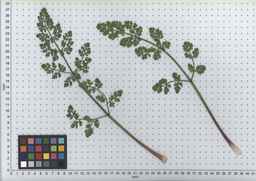 PI_295862_86ncai01_SD_PL_LV_2007-07-02_03.jpg