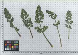 PI_295862_86ncai01_SD_PL_LV_2007-07-03_02.jpg