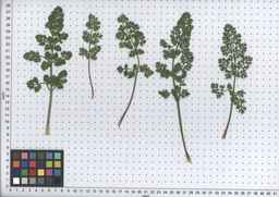 PI_295862_86ncai01_SD_PL_LV_2008-07-16_01.jpg