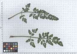 PI_295862_86ncai01_SD_PL_LV_2012-05-16_01.jpg