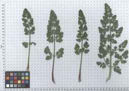 PI_295862_86ncai01_SD_PL_LV_2012-05-16_02.jpg