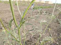 PI_295862_86ncai01_SD_PL_LV_2012-06-07_01.jpg