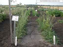 PI_295862_86ncai01_SD_PL_XX_2007-07-17_01.jpg