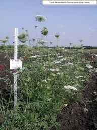 PI_295862_86ncai01_SD_PL_XX_2008-08-15_01.jpg