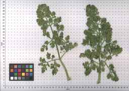 PI_295863_00ncai01_SD_PL_LV_2007-06-20_02.jpg