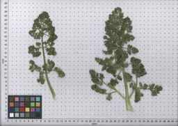 PI_295863_00ncai01_SD_PL_LV_2008-07-18_02.jpg