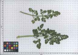 PI_295863_00ncai01_SD_PL_LV_2008-07-18_05.jpg