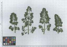 PI_295863_00ncai01_SD_PL_LV_2012-06-12_01.jpg