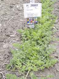PI_295863_00ncai01_SD_PL_XX_2012-06-07_02.jpg
