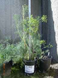 PI_305465_00ncai01_SD_PL_GH_2010-05-04_01.jpg
