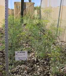 PI_307645_00ncai01_SD.JPG