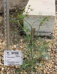 PI_307646_02ncai01_SD.JPG