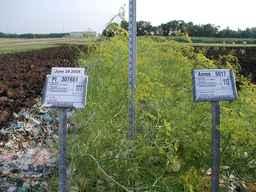 PI_307651_00ncai01_SD_PL_FL_2005-06-24_01.jpg