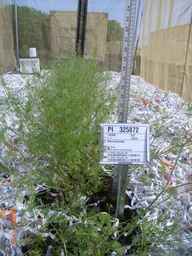 PI_325872_98ncei01_SD_PL_FL_2009-06-10_01.jpg