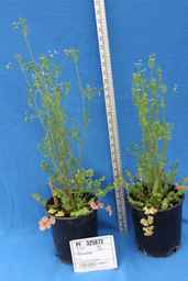 PI_325872_98ncei01_SD_PL_GH_2011-03-24_01.jpg