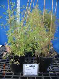 PI_325872_98nceo01_SD_PL_GH_2010-05-14_01.jpg