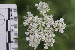 PI_325876_13ncwi01_SD_01_Flower.JPG