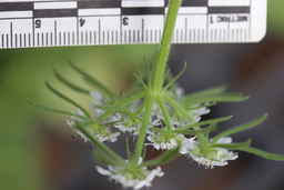 PI_325876_13ncwi01_SD_02_Flower.JPG