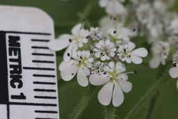 PI_325876_13ncwi01_SD_03_Flower.JPG