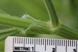 PI_325876_13ncwi01_SD_04_Stem.JPG