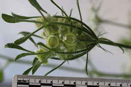 PI_325876_13ncwi01_SD_05_Fruit.JPG