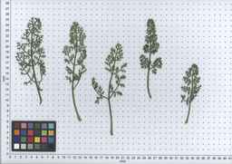 PI_341902_90ncai01_SD_PL_LV_2007-06-19_01.jpg